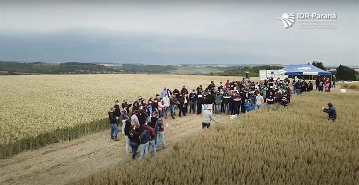Agricultores da região de Guarapuava e IDR-Paraná compartilham dicas importantes sobre Produção de Cereais de Inverno e 2ª Safra.