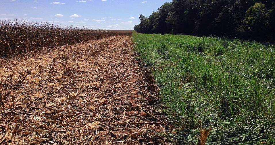 Caso o nível de degradação esteja muito avançado e for preciso uma reforma completa, uma das alternativas mais rentáveis para os produtores que não tem vocação ou equipamentos para manejar lavouras, é arrendar essas áreas para agricultores.