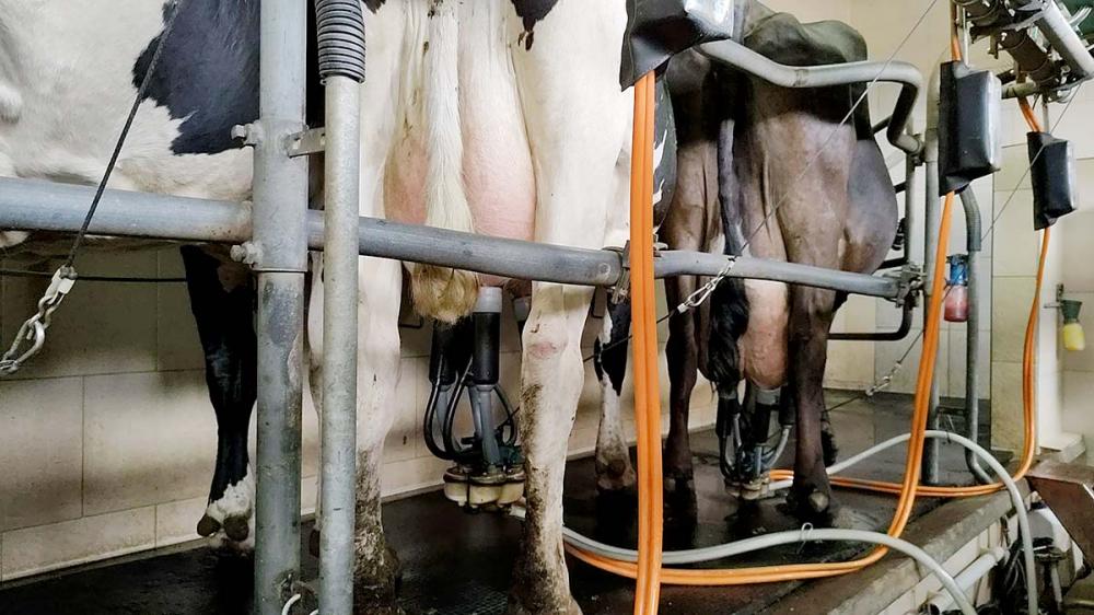Cepea mostra que o preço do leite captado em outubro e pago aos produtores em novembro recuou 6,2% e chegou a R$ 2,1857/litro na “Média Brasil” Foto Toninho Anhaia