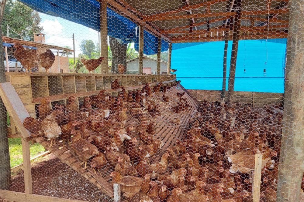 Ovo caipira agroecológico se torna alternativa de produção e diversificação de renda - Curitiba, 02/12/2021 Foto: IDR-PARANÁ
