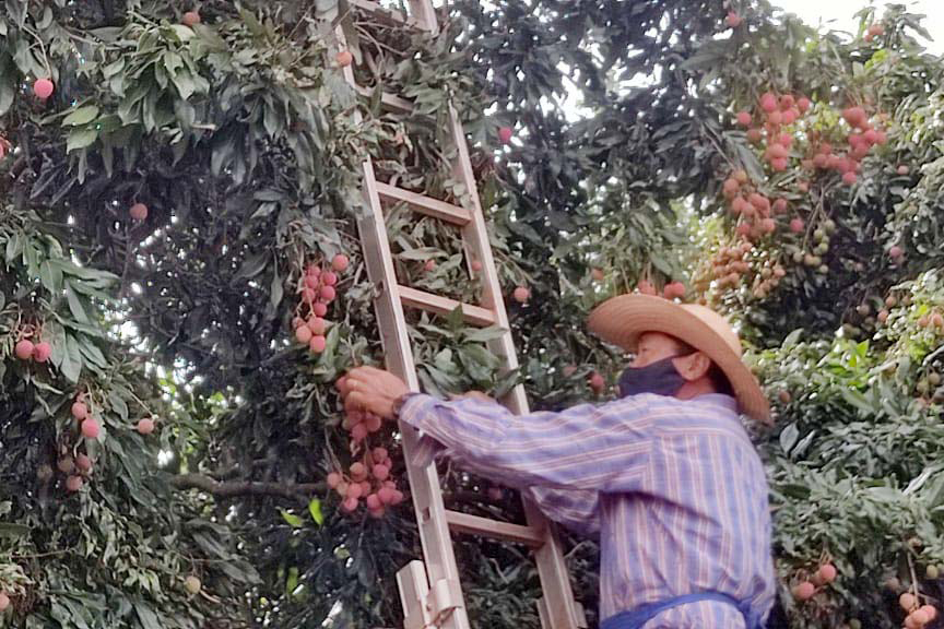 Em 2020, as unidades da Ceasa no Paraná comercializaram 60 toneladas da fruta. A maioria (41 toneladas) foi transacionada em dezembro, cristalizando a lichia como “fruta das festas de final de ano”.