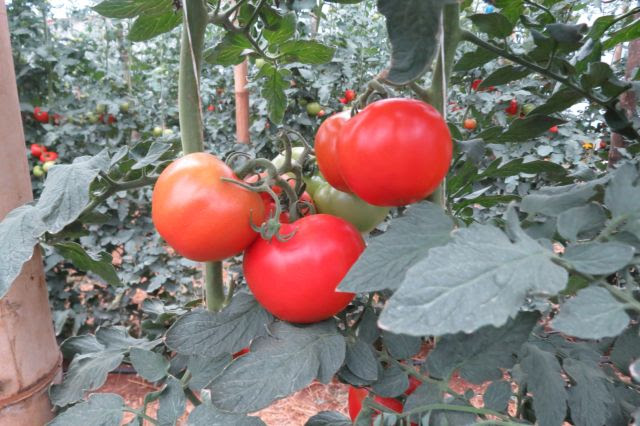 O Sispit busca a produção ecologicamente correta e economicamente viável do tomate de mesa