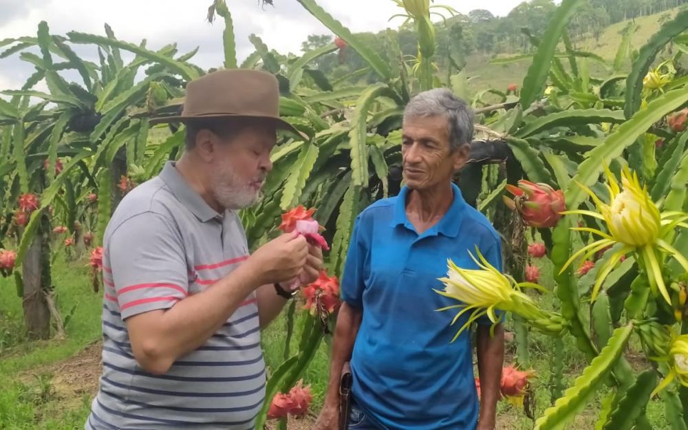 O cultivo de pitaya está presente em todos os estados, com destaque para São Paulo, Pará, Santa Catarina, Minas Gerais e Ceará. 