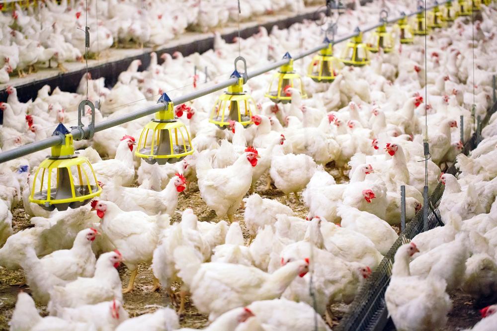 “A suspensão da Tarifa Rural Noturna terá impactos diretos na produção paranaense. Muitos produtores não irão conseguir pagar o financiamento da granja, comprar insumo ou mesmo trabalhar na atividade. Em algumas regiões, caso seja mantida a suspensão do b