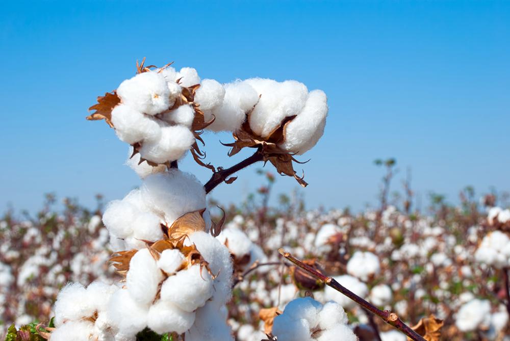 Na cultura do algodão, as lagartas podem danificar as folhas, botões florais, flores e maçãs. Dentre as que são desfolhadoras destaca-se a falsa-medideira, pelos seus danos e pela dificuldade de controle com inseticidas químicos.
