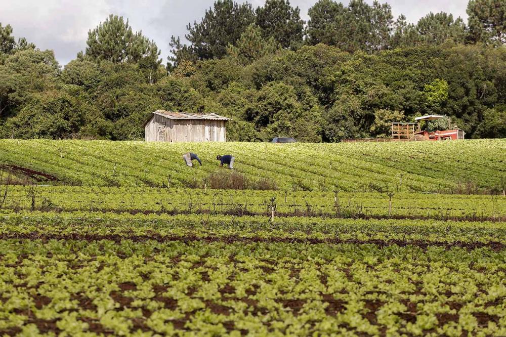 “O Governo do Estado mantém intacta a recepção e a compra dos alimentos da agricultura familiar e, para manter operando aquilo que é essencial à vida, há uma intensificação nessa compra”, disse o secretário da Agricultura e do Abastecimento, Norberto Orti