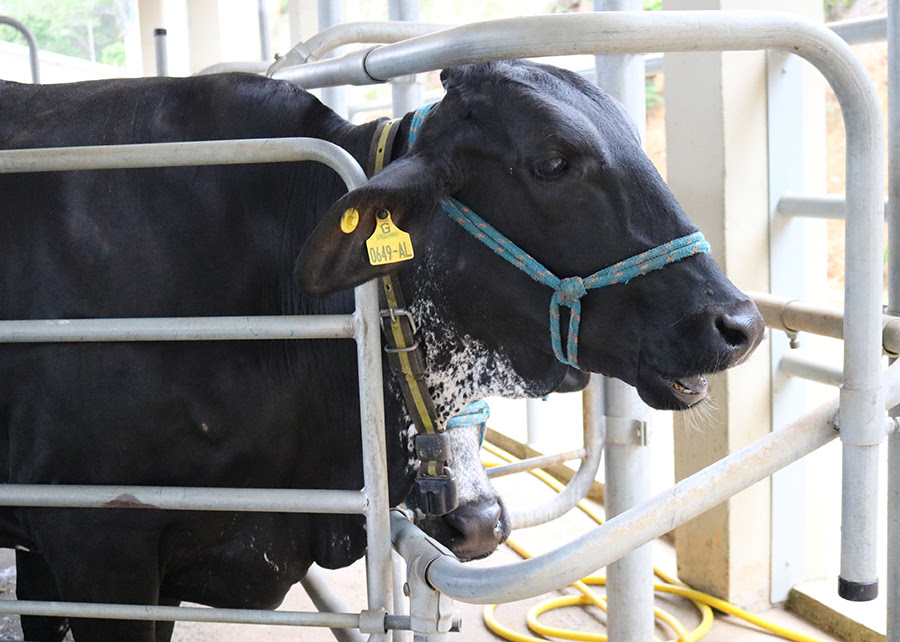  Vacas mais bravias chegam a emitir quase 40% a mais de metano entérico por quilo de leite comparadas às fêmeas mais calmas. Foto Embrapa.