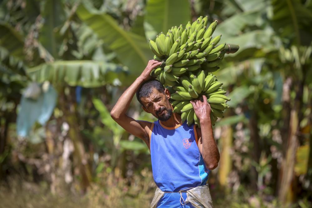 Em Guaratuba, mar verde de bananas gera renda no Litoral e supera desafios FotoS: Gilson Abreu/AEN