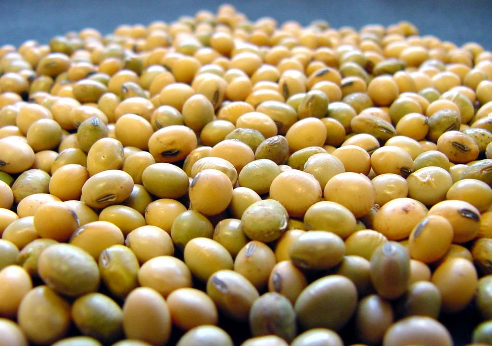 O problema das sementes esverdeadas está relacionado à ocorrência de seca, na última safra, associado a elevadas temperaturas nas fases de enchimento de grãos e em pré-colheita. 