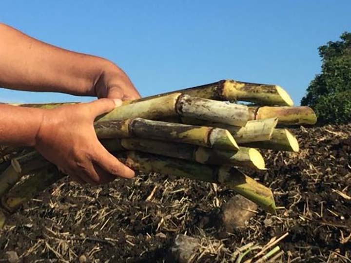 Estudo revela ainda que uso da nutrição foliar com fertilizante que combina nutrientes e extrato de algas pode aumentar de 6 a 8 toneladas de colmos por hectare