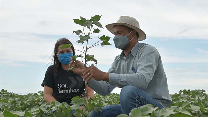 Segundo Samoel Carvalho, gerente do grupo Franciosi Agro, que planta algodão e soja na região de Luís Eduardo Magalhães (BA), em uma área de 9.700 hectares, o uso do Farmbox otimizou os custos de produção da fazenda