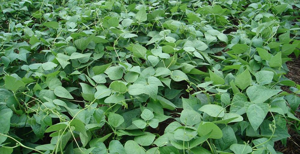 O feijão potencializa sua taxa de fotossíntese, quando há maior produção de fotoassimilados e enchimento de grãos e a lavoura, como um todo, produz mais. crédito: Divulgação/Alltech Crop Science