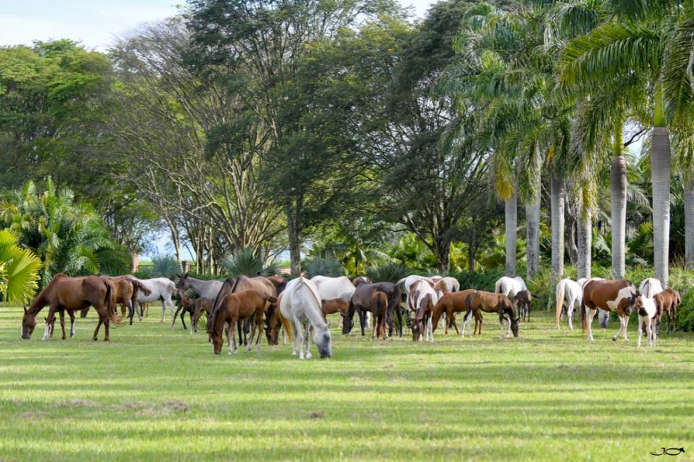 De origem brasileira, a raça Mangalarga Marchador surgiu há cerca de 200 anos Divulgação/Júlio Oliveira