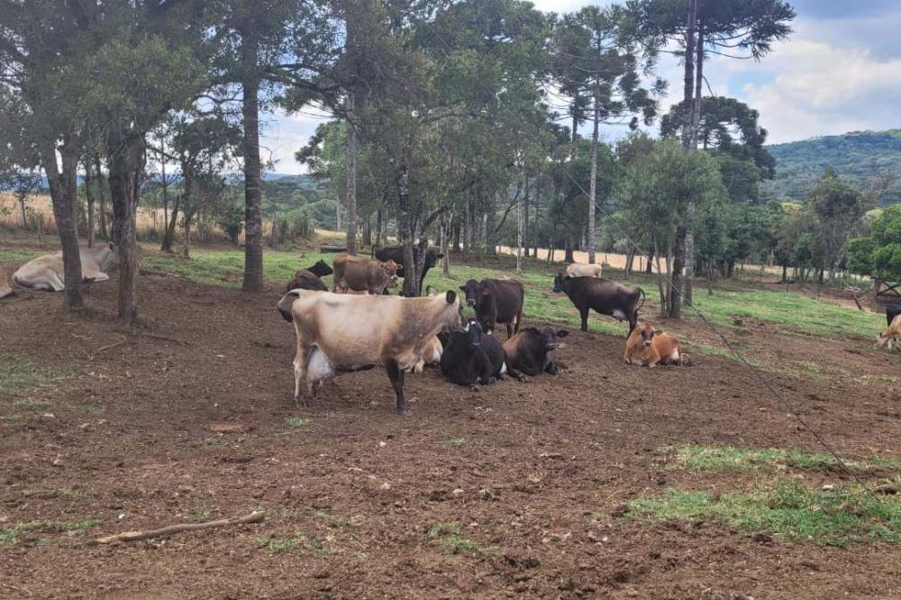 Certificação de ausência de brucelose e tuberculose garante lucratividade no ramo leiteiro