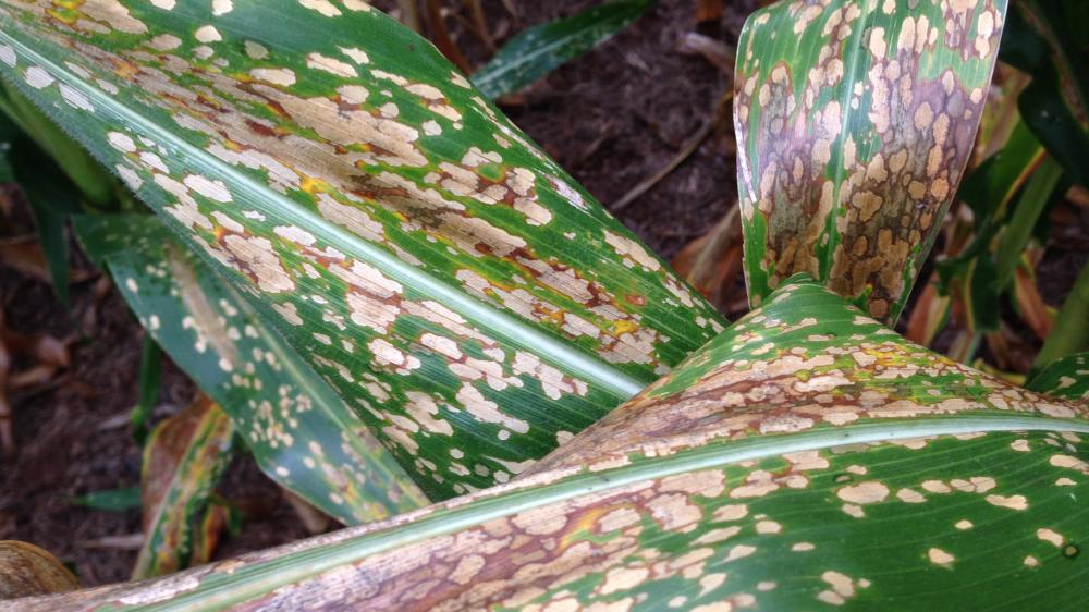 De acordo com Custódio, a instalação do projeto respondeu a uma demanda do setor produtivo, surgida no rastro da grande expansão da área cultivada nessa época de semeadura, juntamente com a consolidação das doenças foliares como um problema para os produt