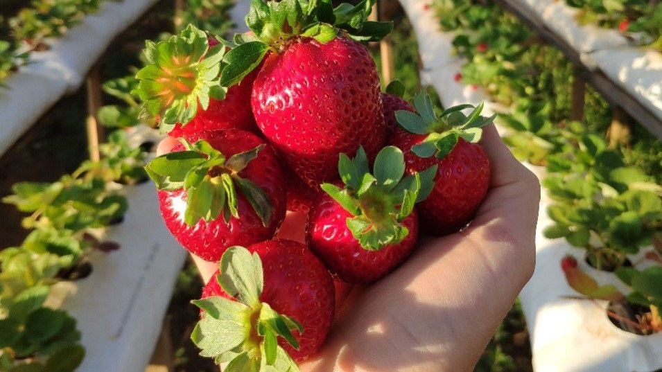 O produtor não tem motivos para se arrepender da decisão de trocar o fumo pelo morango. Até 2017, aquando lidava penas com o tabaco, o produtor tinha uma renda anual de R$ 124.000. Atualmente, cultivando morangos em um terço da área, Manosso obtém uma rem
