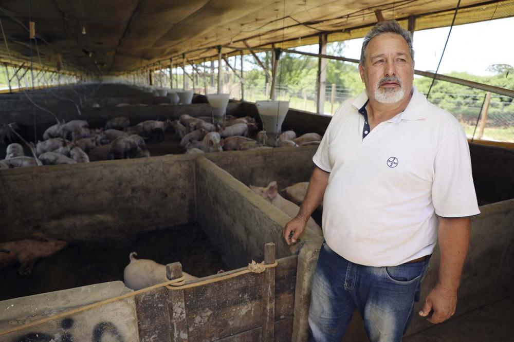 Esse movimento de adaptar granjas de frango para a produção de suínos é um dos fatores que explica a expansão da cadeia produtiva do porco em Piraí do Sul.