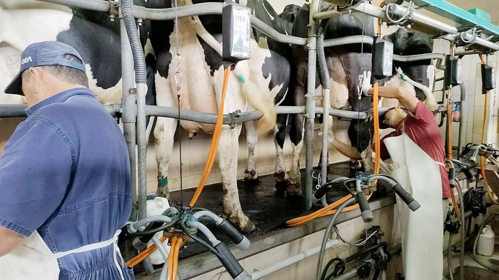 O ano de 2021 ficará marcado como um ano de preços altos do leite no campo, mas de rentabilidade baixa para o produtor. Foto Toninho Anhaia.