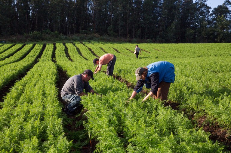 De acordo com a Portaria publicada pelo Mapa, para obter o CAF-Pronaf também será preciso atender aos critérios e condições de enquadramento do agricultor familiar estabelecidos pelo Manual de Crédito Rural (MCR), conforme resolução do Conselho Monetário 