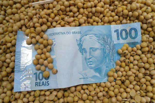 Nesta semana, os Indicadores de soja, milho e também o de arroz atingiram recordes nominais das respectivas séries do Cepea (Centro de Estudos Avançados em Economia Aplicada), da Esalq/USP.