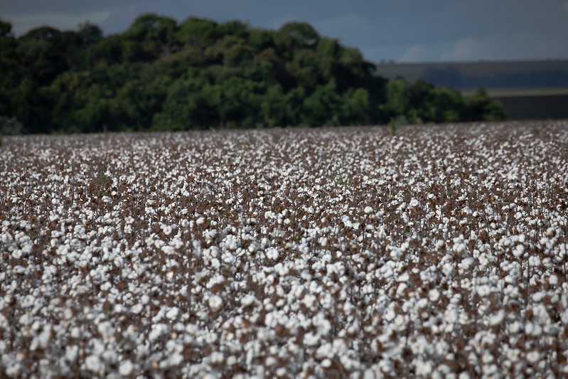 Segundo a ABRAPA – Associação Brasileira dos Produtores de Algodão, o Brasil possui 81% de sua produção certificada com o Selo ABR e responde por 38% da produção mundial de algodão sustentável atestada pela Better Cotton Initiative (BCI). Foto: Sistema CN