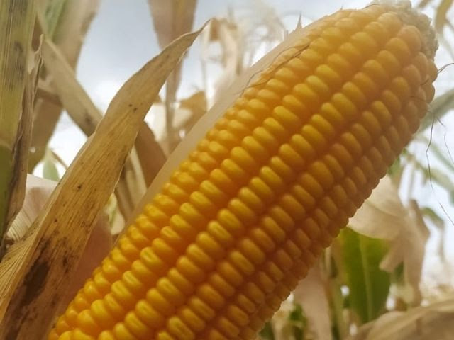 O SCS155 Catarina é um dos cultivares da Epagri que mais se destaca na resistência à estiagem (Fotos: Divulgação BMF)