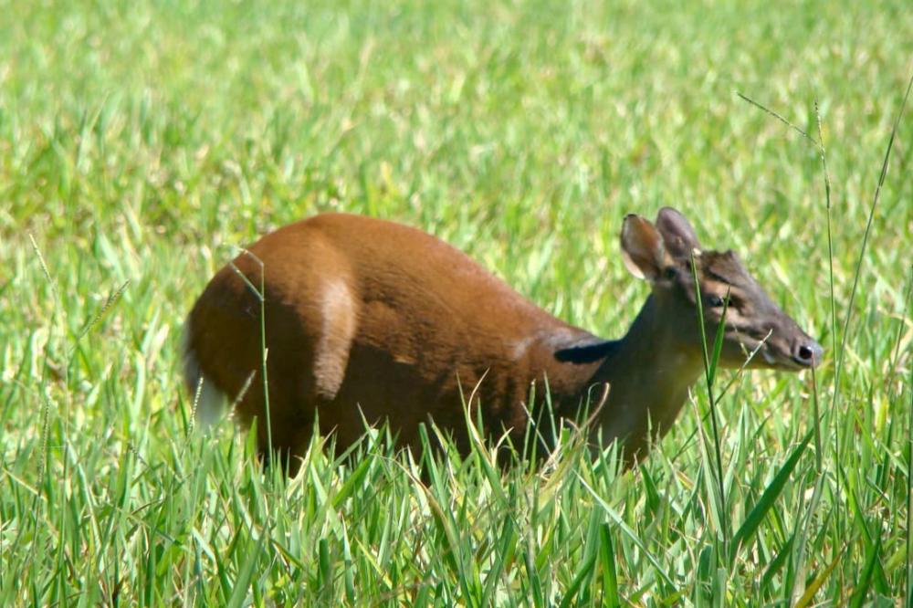Edital seleciona empresas para revisão e atualização da lista de espécies ameaçadas em extinção no Paraná - Foto IAT