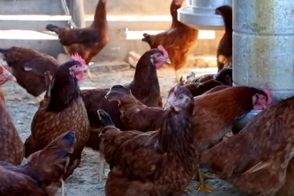 Com o desenvolvimento das galinhas poedeiras Embrapa 051, os agricultores têm a possibilidade de substituir aves de baixa tecnologia por genética mais avançada, o que aumenta a produtividade da postura dos ovos e agrega valor à medida que as carcaças pode