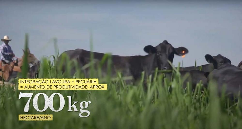 O programa trará depoimentos do Executivo da Associação Brasileira de Brangus (ABB), Roberto Grecelle, sobre esta importante raça sintética, além de depoimentos de criadores paraenses e de outros estados, como Maranhão, Tocantins, Goiás e Mato Grosso do S