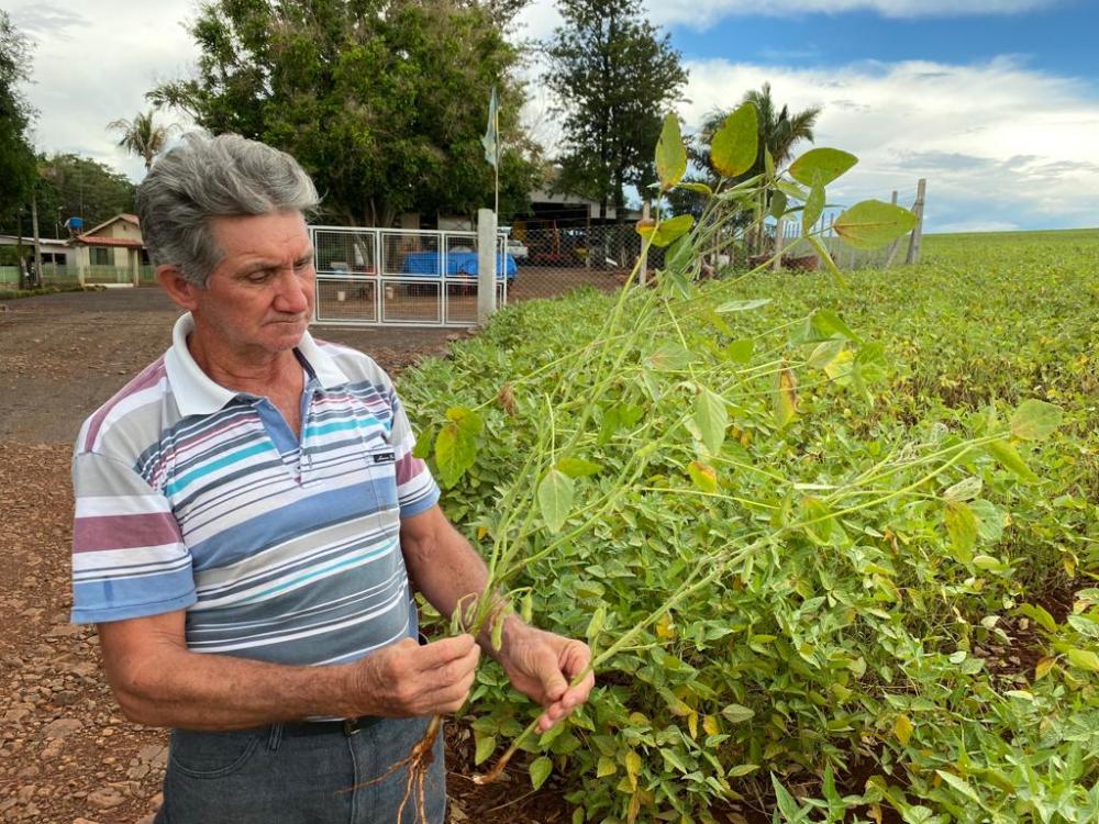 “Os pés até que estão bonitos, mas quase não têm vagens”, mostrou Totti, arrancando uma das plantas.