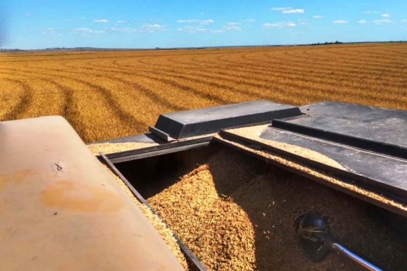 Colheita em lavoura de arroz de Uruguaiana - Foto: Alamir Mora/Irga