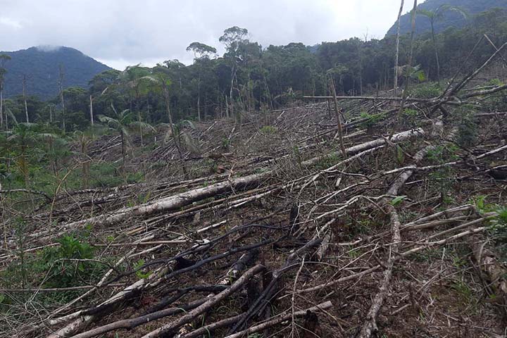 Homem é preso pela Polícia Ambiental por desmatamento ilegal de sete hectares em Antonina, no Litoral do estado. Foto: SESP