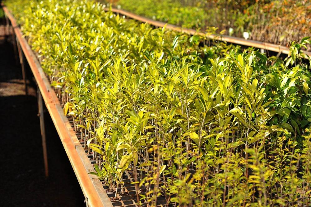 O assunto Engloba as mais diferentes áreas de pesquisas, de biológicas e agrárias, que mais comumente utilizam de plantas e microrganismos, até a área de humanidades.