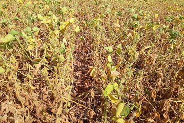  A seca no RS atingiu o estado no fim de 2019, perdura até agora e tem levado muito produtores ao endividamento. Para contornar a situação entidades se unem para encontrar uma solução.