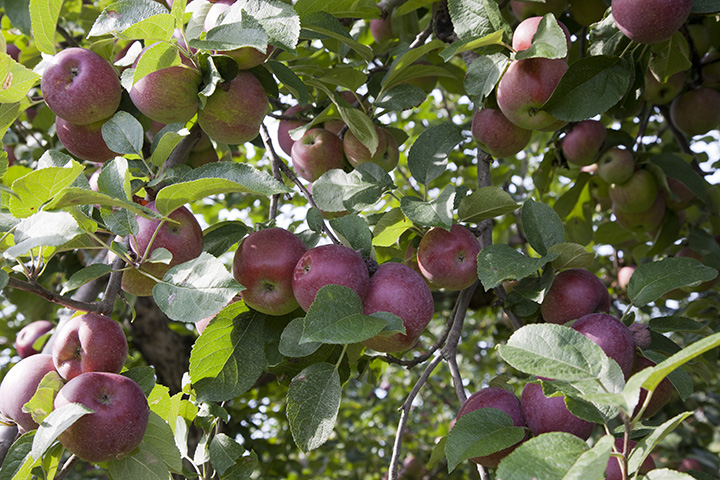 Nutrição balanceada diminui irregularidades nas cascas da maçã | Crédito: Divulgação/Alltech Crop Science