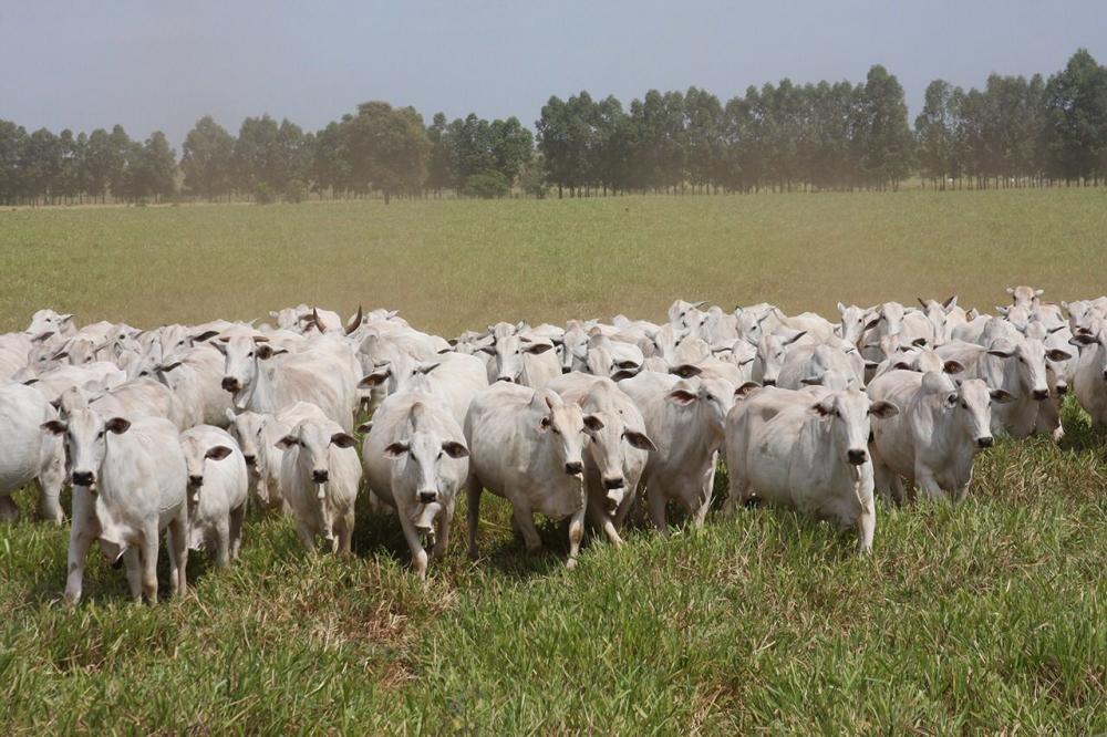A nova ferramenta de avaliação já está sendo utilizada em algumas fazendas associadas da ANCP com resultados satisfatórios.
