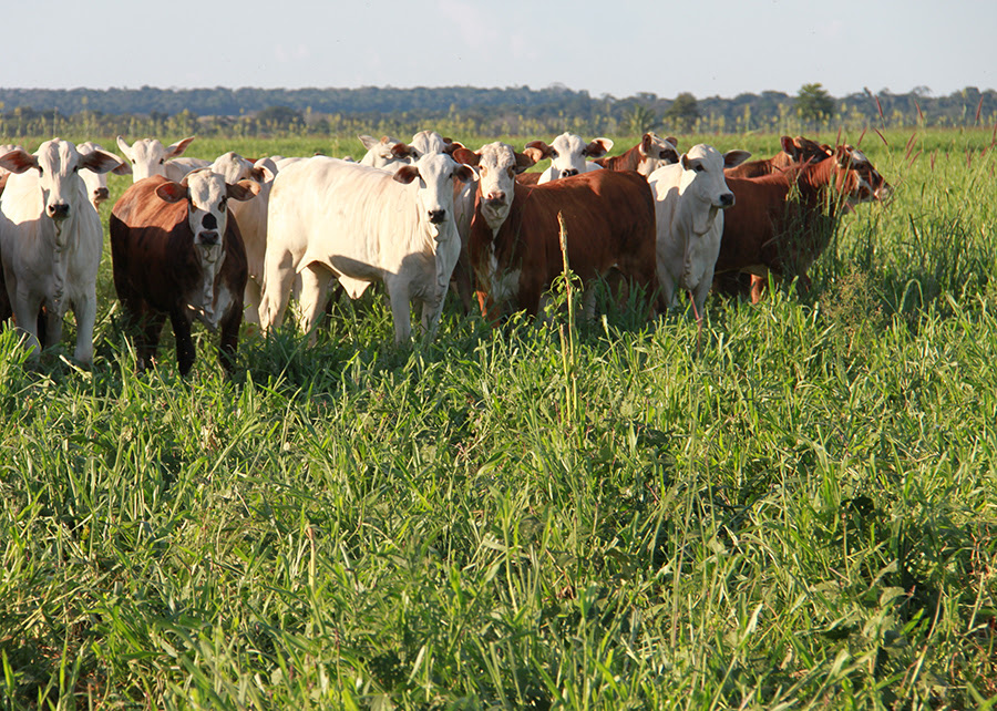 A integração entre lavoura e pecuária, tecnologia que viabiliza a utilização do solo de forma intensiva e sustentável, cresce no Mato Grosso. foto: Gabriel Faria