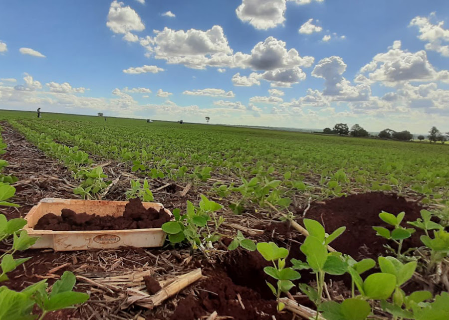 O método permite diagnosticar a qualidade do manejo e a fertilidade do solo para identificar fatores que limitam a produtividade, a estabilidade de produção e a lucratividade. Foto: Esmael Lopes dos Santos