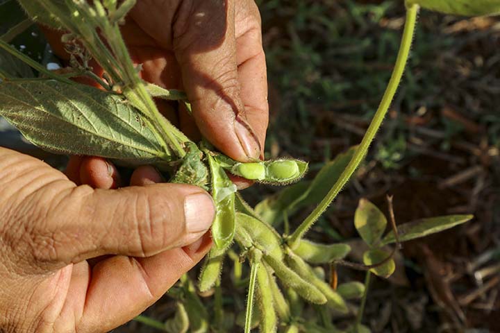 No Paraná somente 33% das lavouras de soja são consideradas boas e podem atingir o potencial produtivo esperado.
