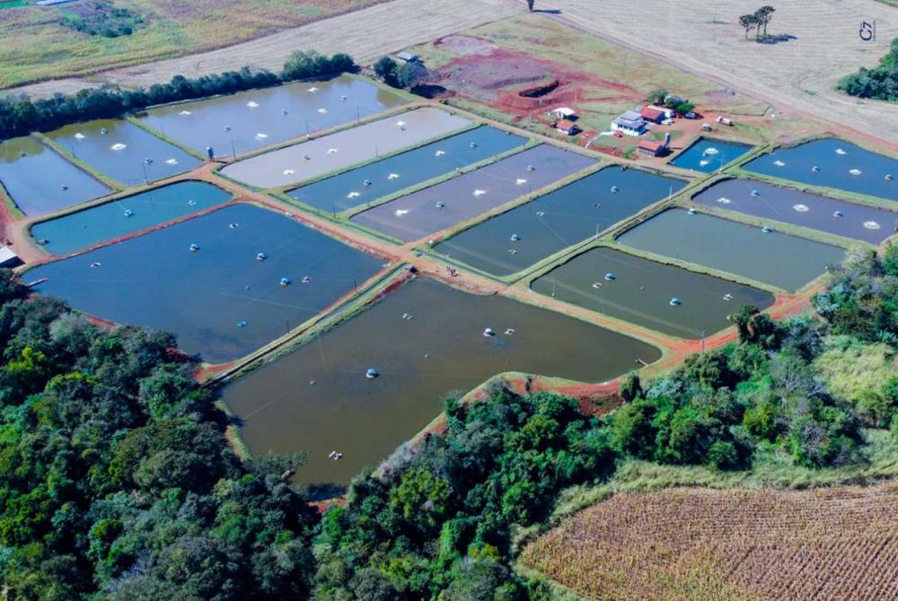Frigorífico paranaense é o primeiro a conseguir chancela sanitária dada por consórcio. Foto: Frigorífico Mais Fish