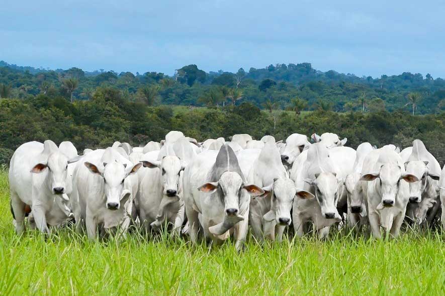 Os touros da raça Nelore da Agro Maripá são avaliados pelos programas PMGZ, (programa de melhoramento genético de zebuínos) desenvolvido pela ABCZ, e Intrarrebanho. Os animais possuem elevada performance em fertilidade, precocidade, crescimento, morfológi
