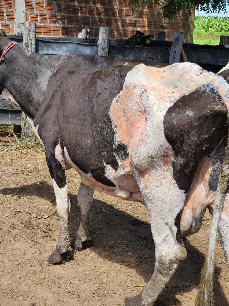 O carrapato pode transmitir doenças como a “Tristeza Parasitária Bovina”, a principal responsável por prejuízos econômicos e mortalidade em rebanhos de corte e de leite.