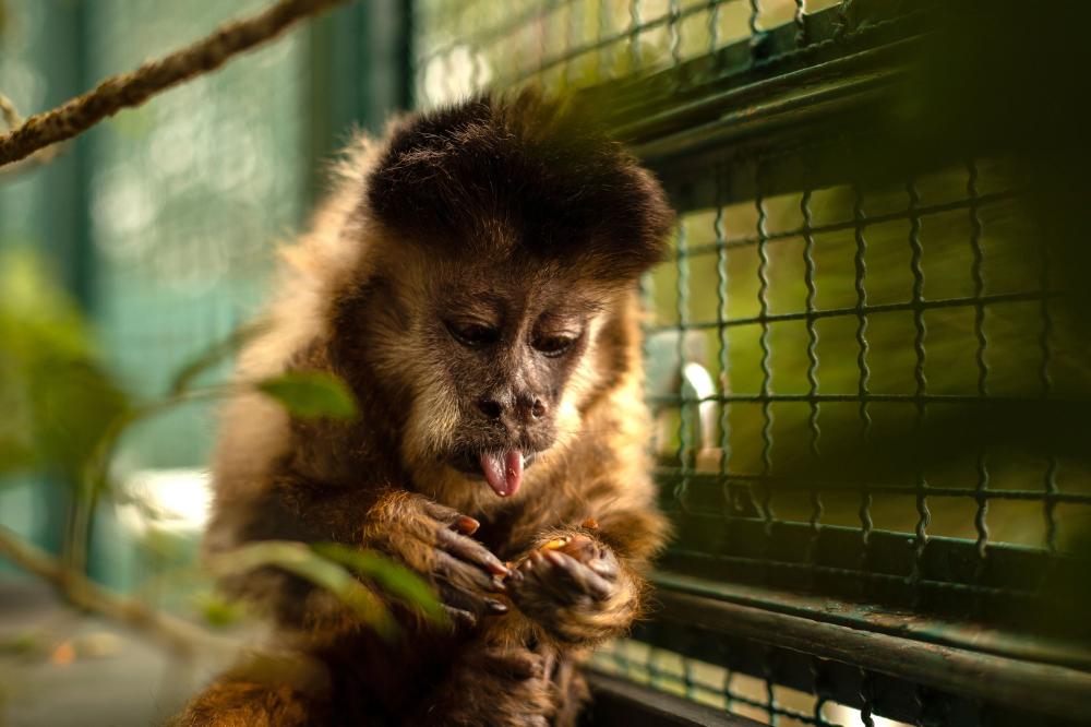 Morre macaco-prego que motivou iniciativas pró-fauna do Governo do Estado - Curitiba, 27/01/2022 Foto: Instituto Anami
