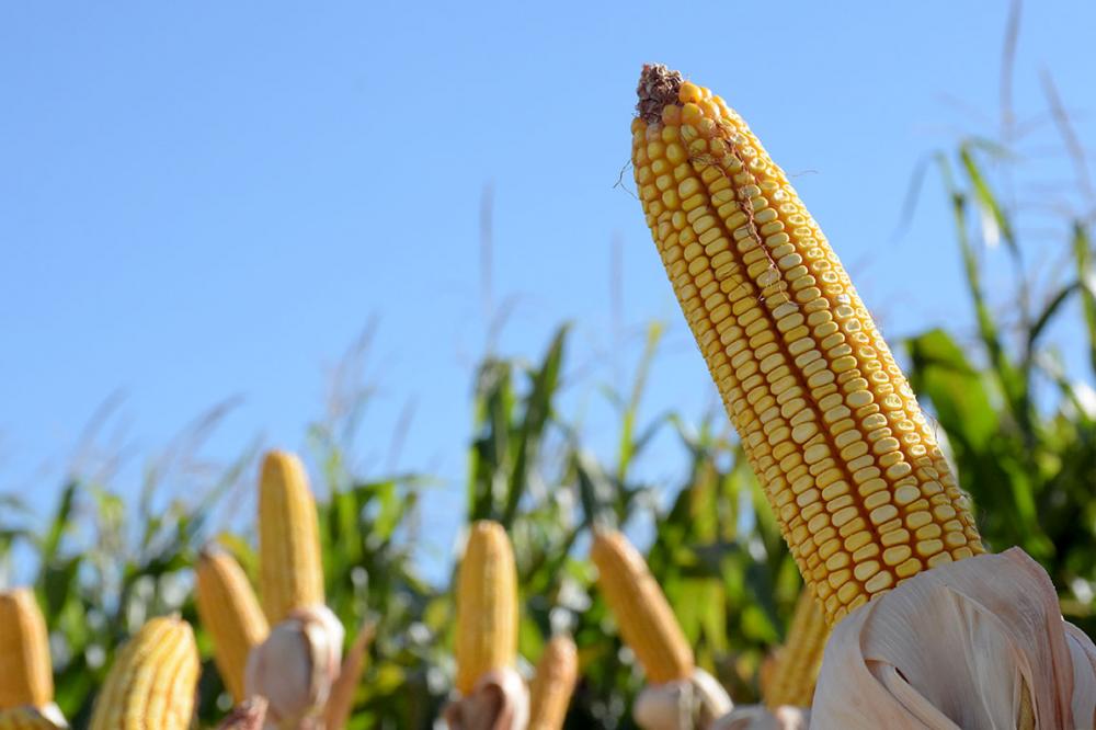 Na pauta das reuniões da Maizall os assuntos trataram sobre biotecnologia a exemplo do milho transgênico, questões políticas, sustentabilidade, meio ambiente e segurança alimentar. Foto Toninho Anhaia