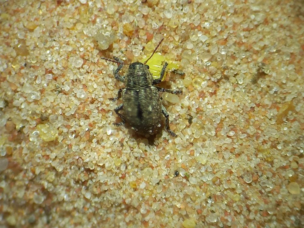 Cascudinho-da-soja, mede cerca de 5 mm, o corpo é oval de coloração preta-fosca e recoberto de escamas curtas e robustas.