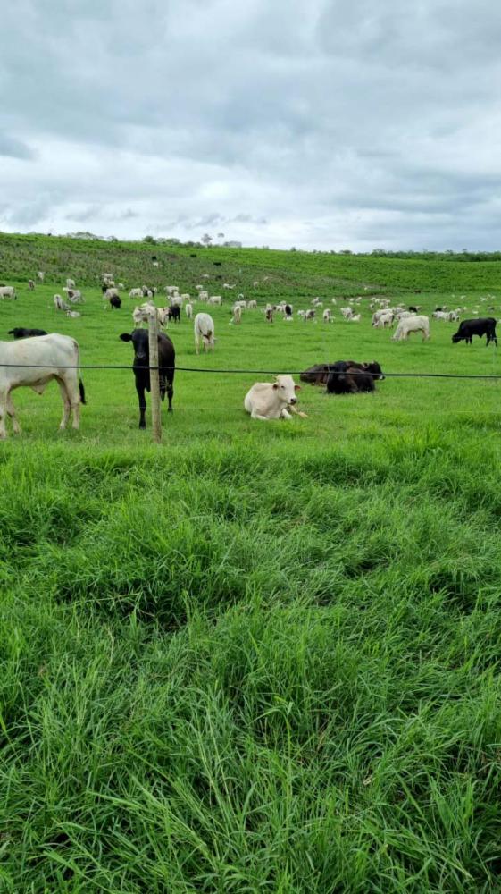 Pastagem irrigada permite produzir mais quilos de carne por hectare Divulgação