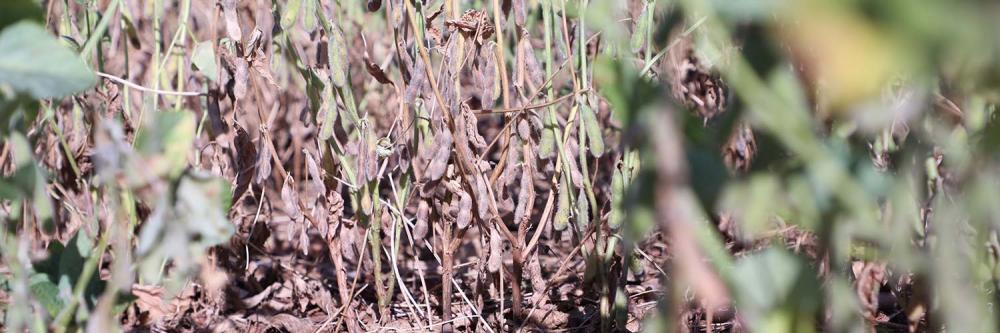 Diagnóstico da seca no Paraná aponta prejuízos bilionários