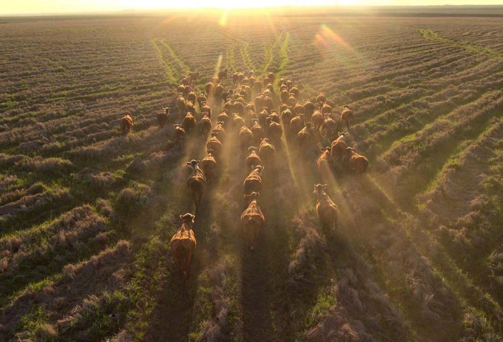 O consórcio entre agricultura e pecuária, com a variedade de culturas, auxilia a melhorar as produtividades tanto em quilos de boi quanto em quantidade de arroz e soja.Foto Grupo Pitangueira/Divulgação