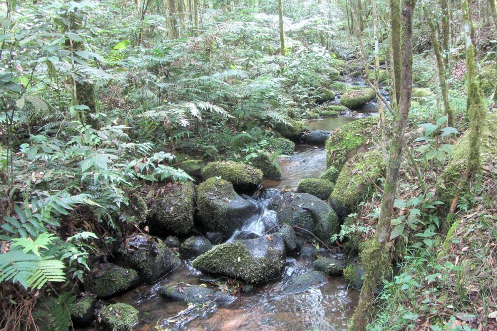 Governo do Paraná destaca papel das RPPNs na conservação da biodiversidade - RPPN Antenor Rival Crema Foto: Tereza Hoffmann