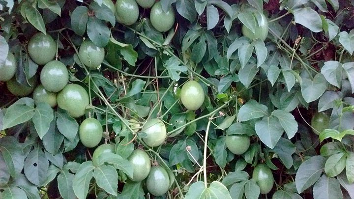 IPR Luz da Manhã é primeira cultivar da espécie desenvolvida no Paraná.